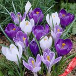 Маленькое фото 1: Крокус Лардж Флауринг Блю Мун Микс (Large Flowering Blue Moon Mix)