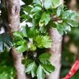 Маленькое фото 5: Полисциас Робле (Аралия)