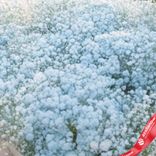 Маленькое фото 3: Букет из 25 голубых гипсофил в крафте