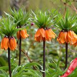Маленькое фото 1: Рябчик Оранж (Fritillaria Orange)