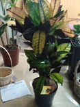 Фото флориста 1: Фикус Эластика Тинеке XL