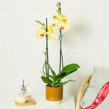 Маленькое фото 1: Орхидея желтая