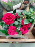 Фото флориста 1: Азалия красная в горшке