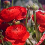 Маленькое фото 2: Луковицы ранункулюса «Рэд»
