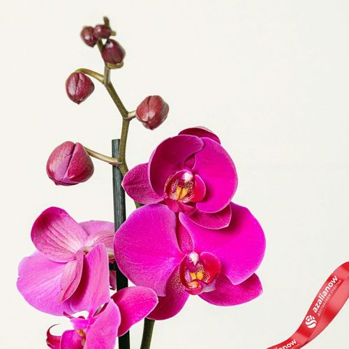 Фото 4: Орхидея фиолетовая