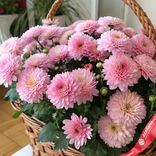 Маленькое фото 2: Букет из 35 хризантем кустовых розовых в корзине, Голландия