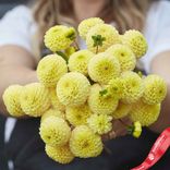 Маленькое фото 2: Георгин Помпон Баттеркап (Pompon Buttercup)