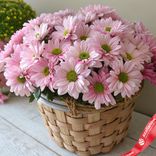 Маленькое фото 1: Букет из 35 хризантем кустовых розовых в корзине, Ромашка, Голландия