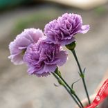 Маленькое фото 2: Букет из 3 сиреневых гвоздик сорта Диантус, Голландия