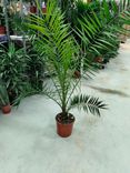 Фото флориста 1: Финик канарский