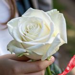 Маленькое фото 3: Роза белая, Эквадор, 60см
