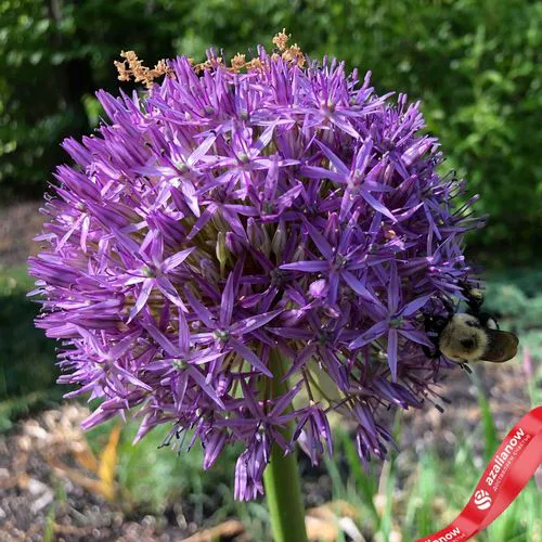 Фото 4: Аллиум Тол Пёрпл Сенсэйшн (Tall Purple Sensation)