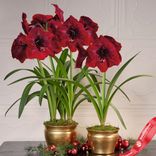 Маленькое фото 2: Амариллис Ройал Велвет (Royal Velvet)