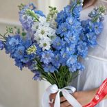 Маленькое фото 2: Букет из 25 синих дельфиниумов с белой лентой