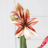 Маленькое фото 2: Амариллис Голд Вакс и Мультиколор Блумс (Gold Wax with Multicolored Blooms)