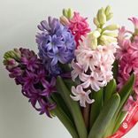 Маленькое фото 2: Букет из 7 гиацинтов с лентой
