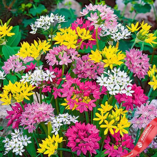 Аллиум Смол Флауринг Микс (Small Flowering Mix)