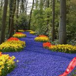 Маленькое фото 1: Виноградный гиацинт Мускари Арменикум (Muscari Armeniacum)
