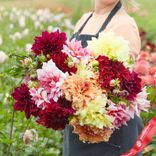Маленькое фото 1: Георгин Джайант Блум Микс (Giant Bloom Mix)