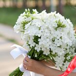 Маленькое фото 2: Букет из 15 белых флоксов с белой лентой