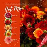 Маленькое фото 3: Георгин Хот Микс (Hot Mix)