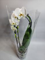 Фото флориста 1: Орхидея белая