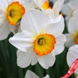 Маленькое фото 2: Нарцисс Лардж Каппед Флауэр Рекорд (Large Cupped Flower Record)