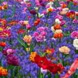 Маленькое фото 1: Тюльпаны и мускари Дабл Коллекшн (Double Collection)