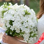 Маленькое фото 3: Букет из 15 белых флоксов с белой лентой