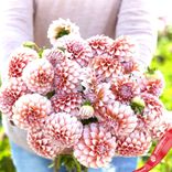 Маленькое фото 2: Георгин персиковый (Peaches)