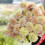 Маленькое фото 1: Георгин Свит Сьюзан (Sweet Suzanne)