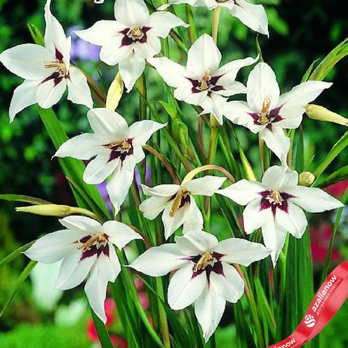 Фото 2: Гладиолус Ацидантера Пикок Орхид (Peacock Orchid)