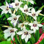 Маленькое фото 2: Гладиолус Ацидантера Пикок Орхид (Peacock Orchid)