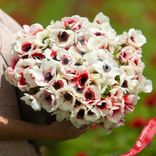 Маленькое фото 2: Анемон Рэйнбоу Ред-Уайт (Rainbow RedWhite)