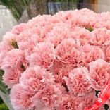 Маленькое фото 4: Букет из 51 розовой гвоздики в пленке