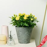 Маленькое фото 2: Роза Патио Джувел желтая