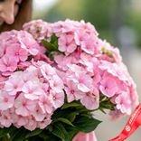 Маленькое фото 3: Букет из 15 розовых флоксов с розовой лентой
