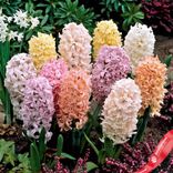 Маленькое фото 2: Гиацинт Пастель Микс (Pastel Mix)