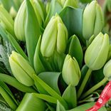 Маленькое фото 3: Букет из 19 зеленых тюльпанов с зеленью в салатовой коробке, Россия