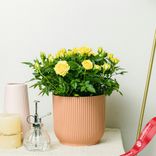 Маленькое фото 1: Роза Патио Джувел желтая