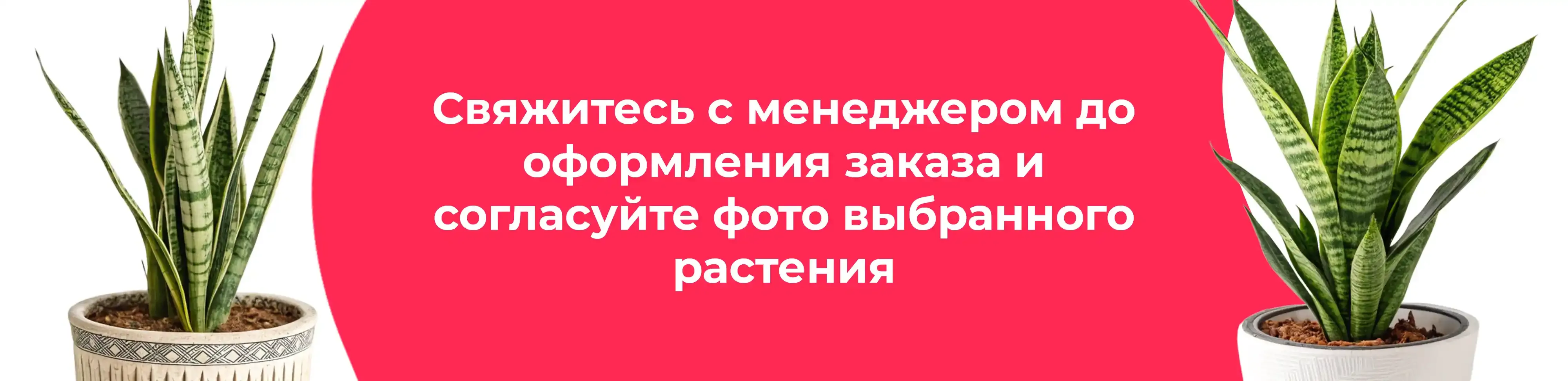 Баннер для рубрики: Сансевиерии Зейланика