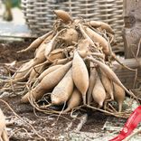 Маленькое фото 5: Георгин Пенхил Вотемелон (Penhill Watermelon)