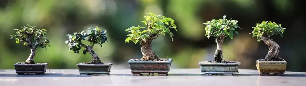 Бонсаи микс