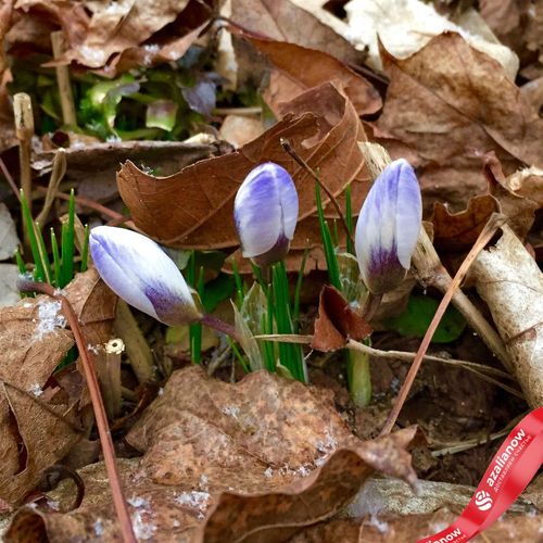 Фото 3: Крокус Спиши Блю Перл (Specie Blue Pearl)