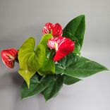 Фото флориста 1: Антуриум красный