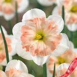 Маленькое фото 2: Нарцисс Пинк Вандер (Pink Wonder)