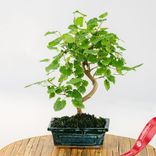 Маленькое фото 1: Бонсай Шелковица 7-летняя