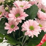 Маленькое фото 3: Букет из 9 кустовых розовых хризантем с лентой, Ромашка, Голландия