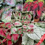 Маленькое фото 1: Каладиум Фэнси Лиф Микс (Fancy Leaf Mix)