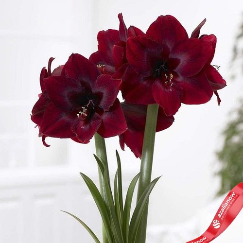 Амариллис Ройал Велвет (Royal Velvet)
